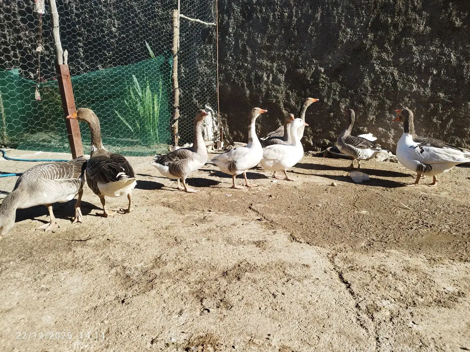 غاز|حیوانات مزرعه|بوستان, |دیوار