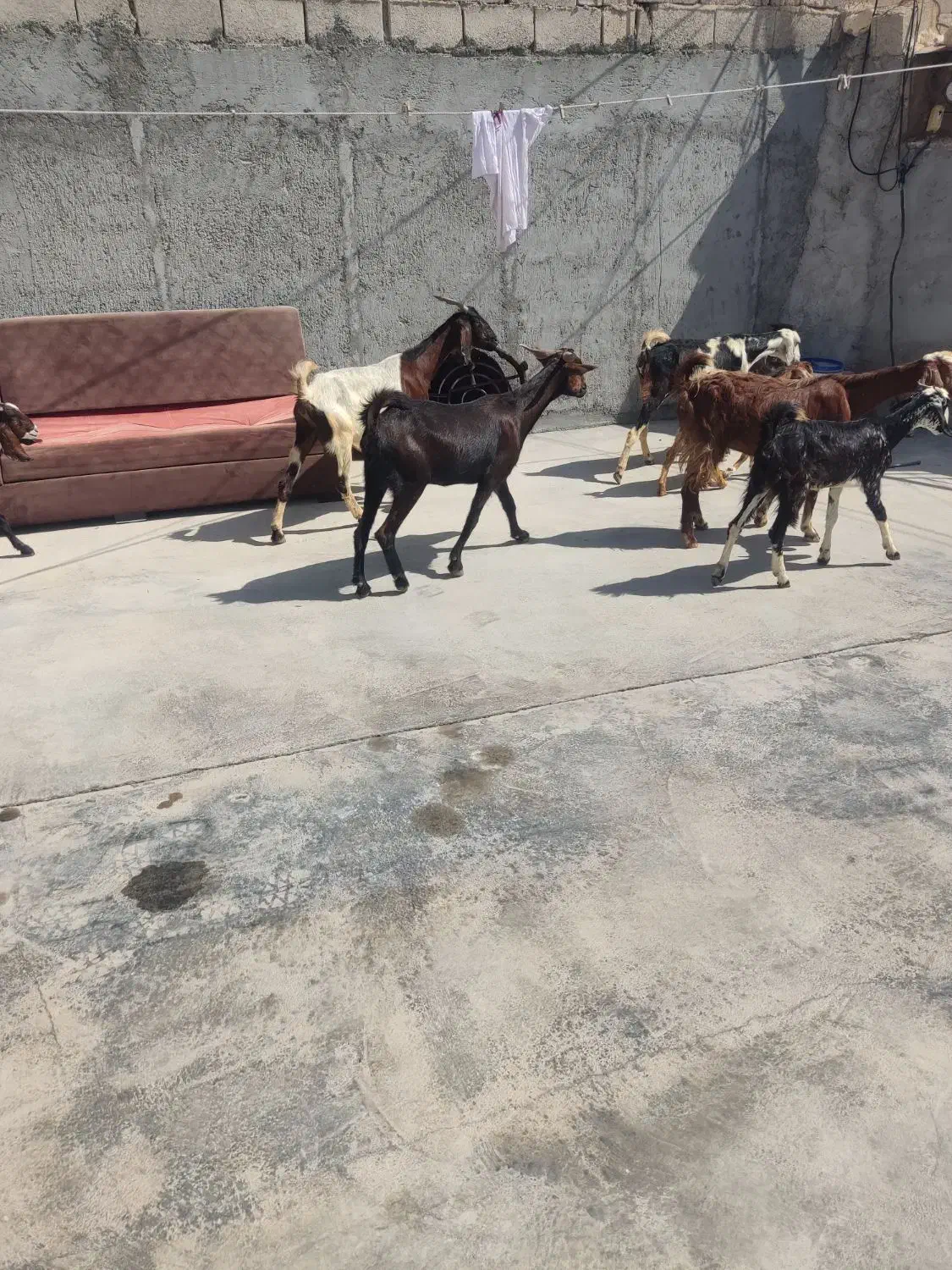 چهار تا بزه کهر دار دورگ پاکستانی|حیوانات مزرعه|کاکی, |دیوار