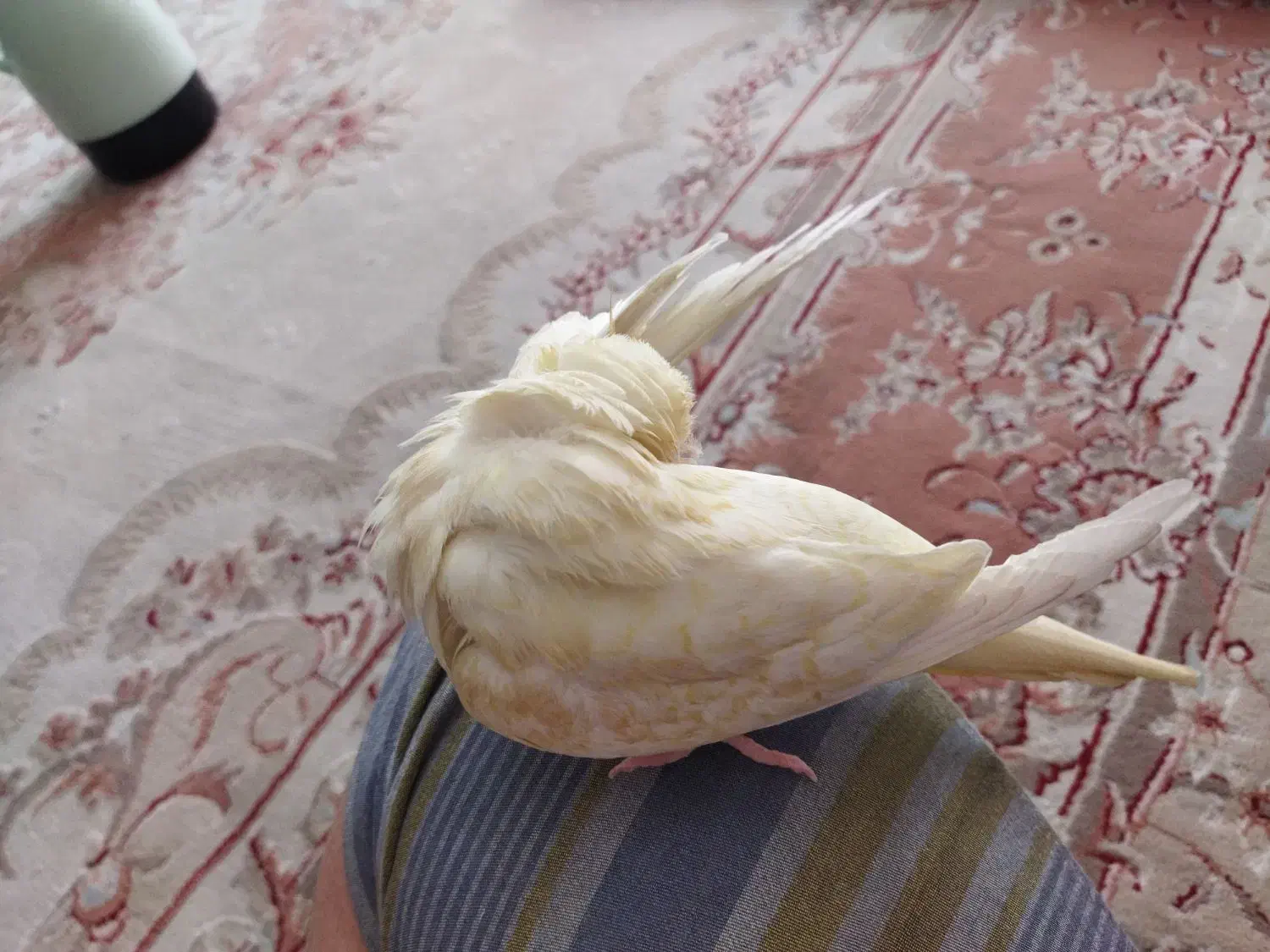 عروس هلندی لوتینو زعفرانی فروش فوری|پرنده|باغ بهادران, |دیوار