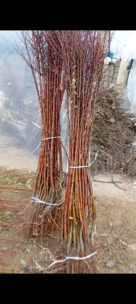 فروش نهال صنوبر گردو بادام سنجد زرشک پسته زیتون|خدمات باغبانی و درختکاری|ساری, |دیوار