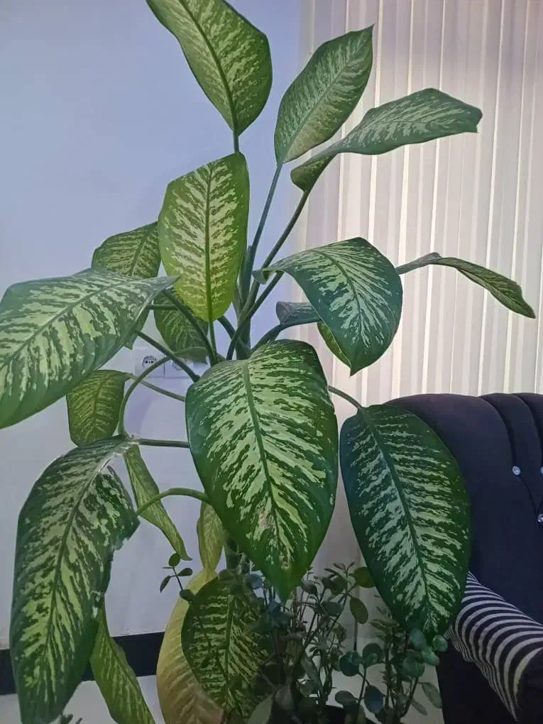 گل دیفن زیبا درختی|گل و گیاه طبیعی|یاسوج, |دیوار