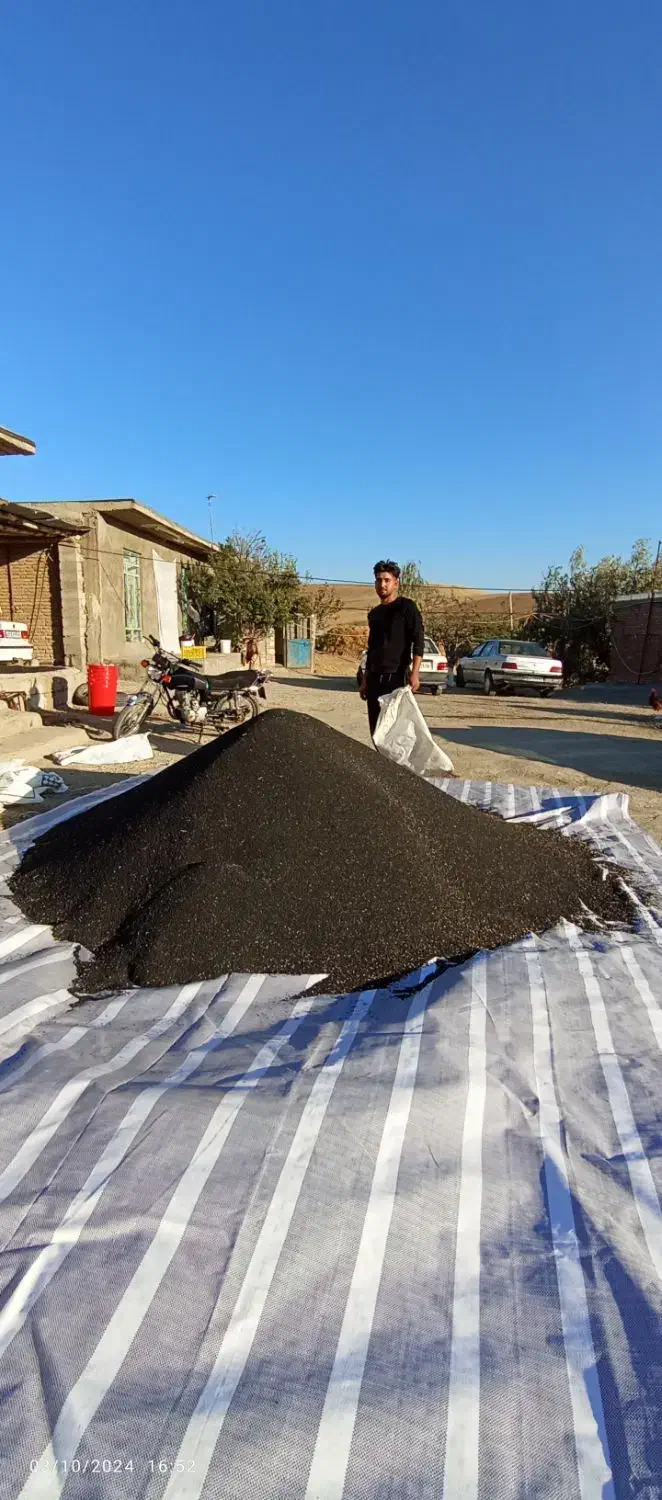 بذر پیاز قرمز اناری|عمده‌فروشی|لیلان, |دیوار