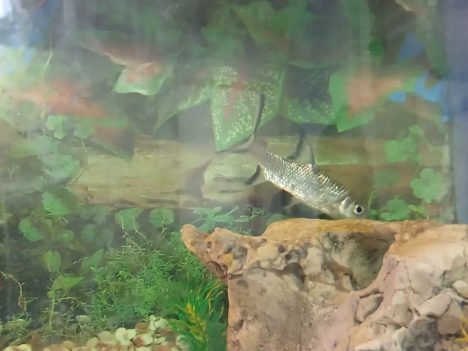 Sliver Sh-ark|ماهیگیری|یزد, |دیوار