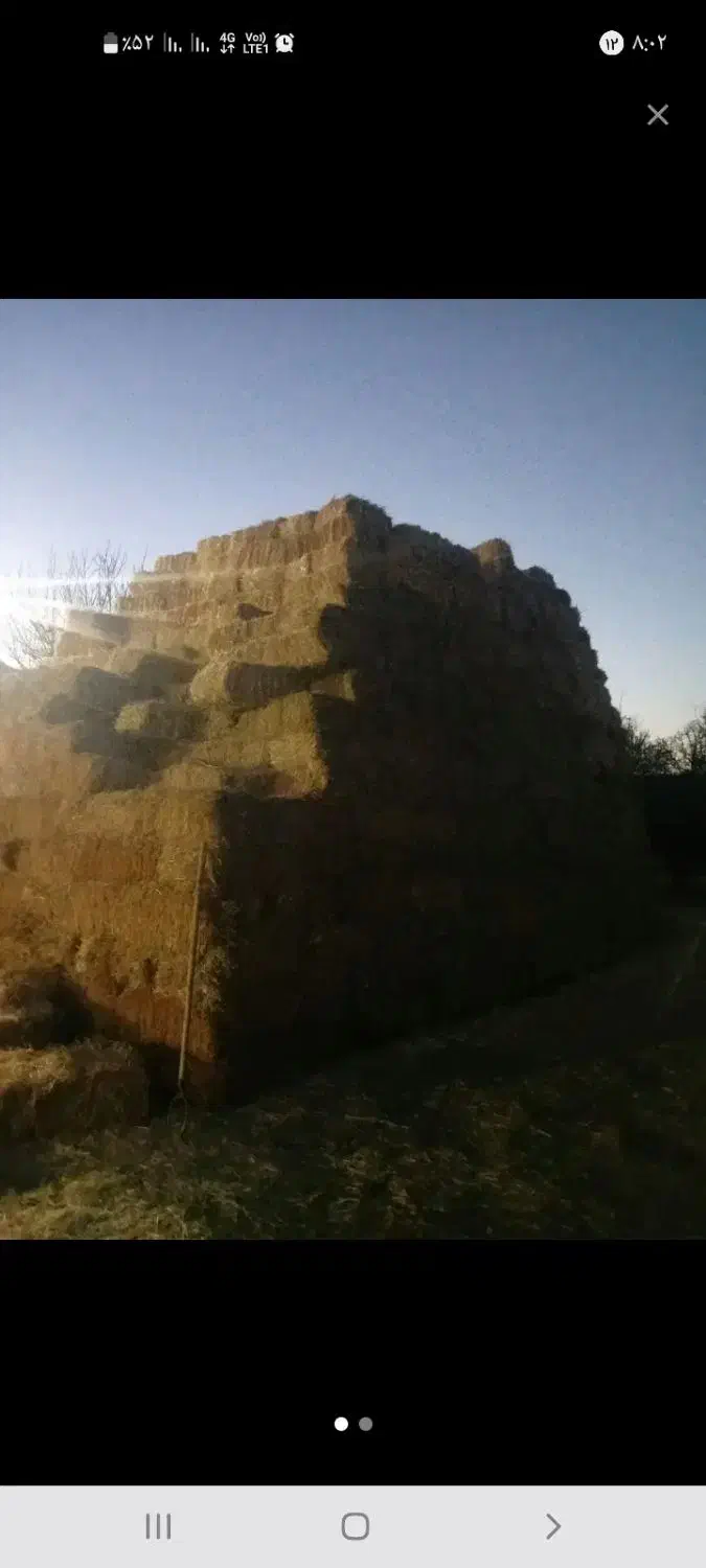 کولش کندم پرس شده|عمدهفروشی|زنجانرود, |دیوار