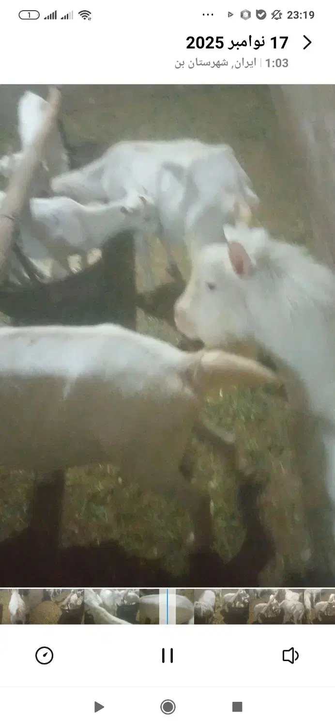 نر بز اصل سانن لنگه سه قول|حیوانات مزرعه|بن, |دیوار