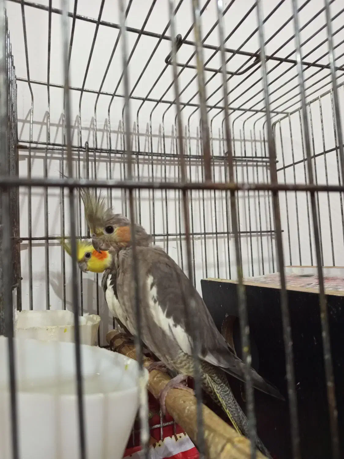 عروس هلندی خاکستری|پرنده|هشتگرد, هشتگرد قدیم|دیوار