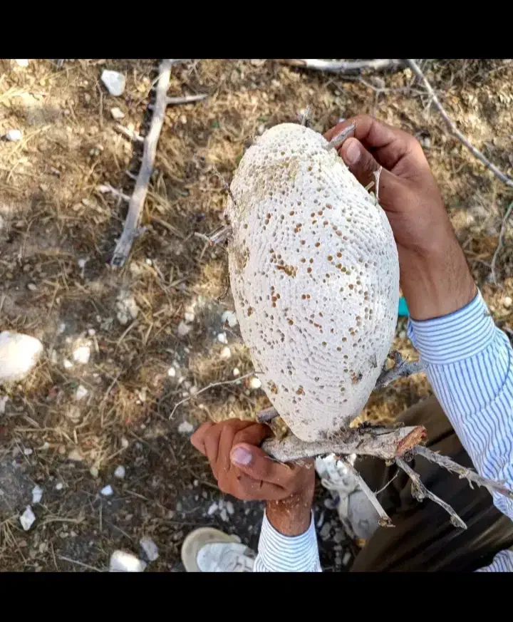 عسل کوهی|خوردنی و آشامیدنی|جم, |دیوار