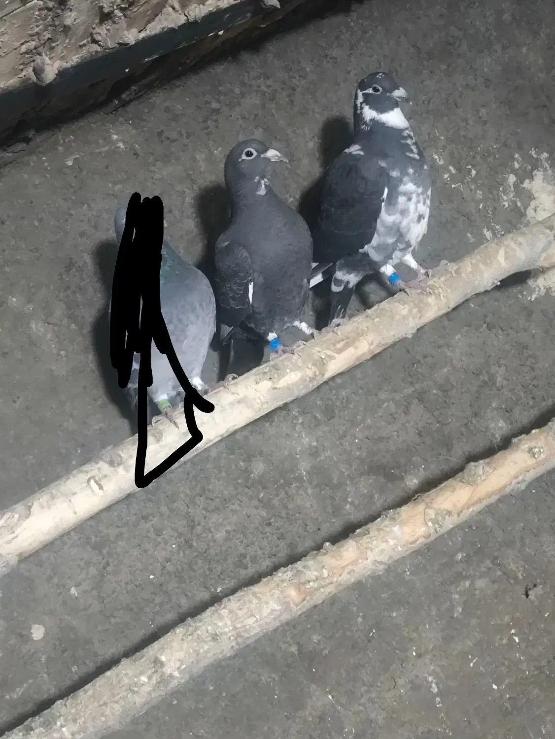 کبوتر|پرنده|سارال, |دیوار