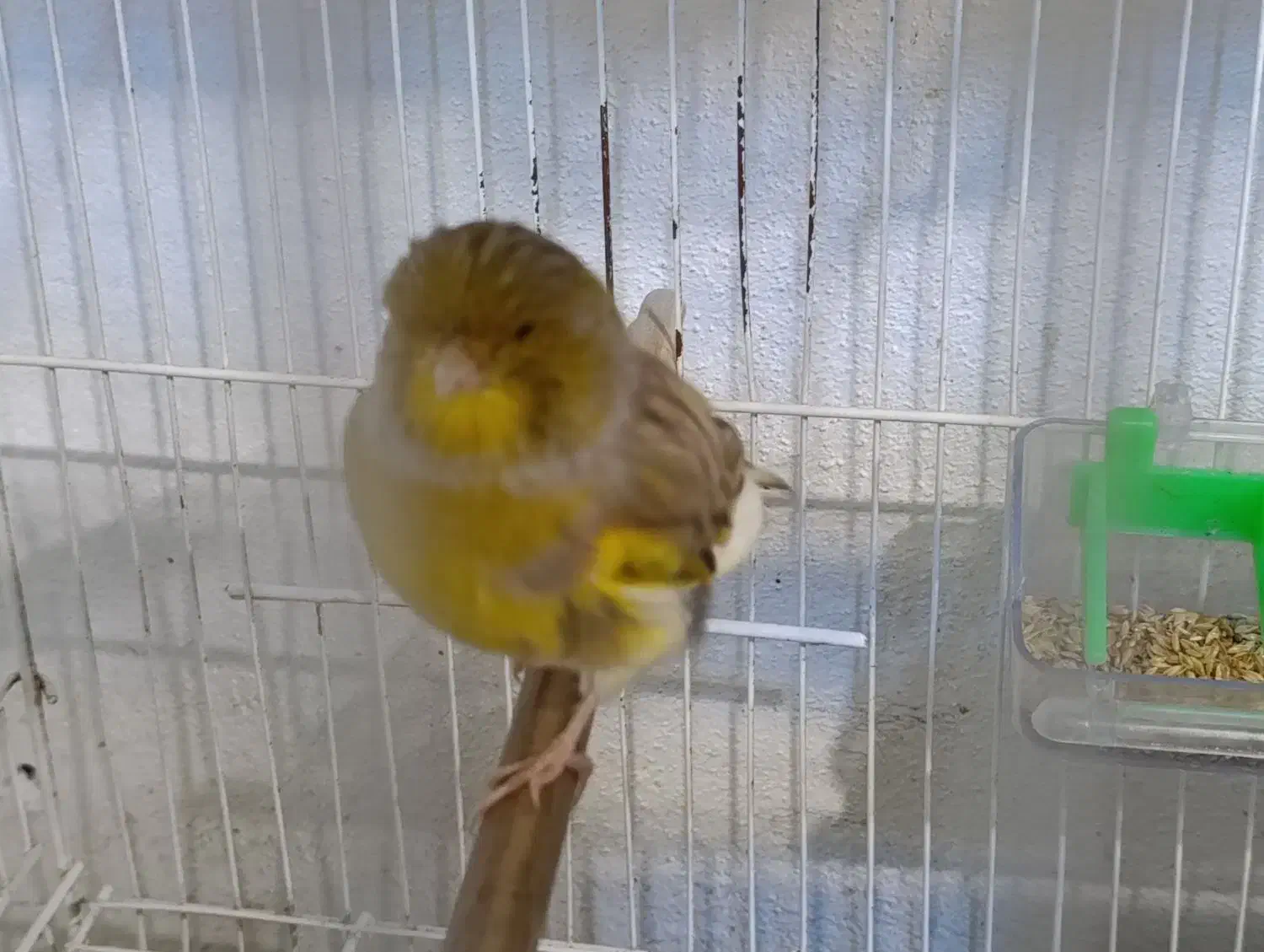 قناری گلاستر اورجینال تکی نر ۵میلییون ماده ۴|پرنده|محمودآباد, |دیوار