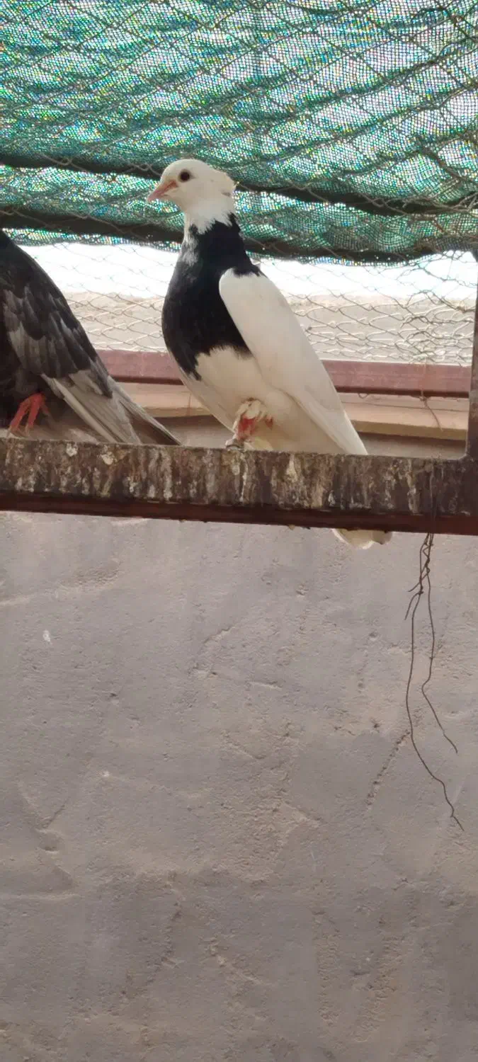 طوقی ماده|پرنده|بافق, |دیوار