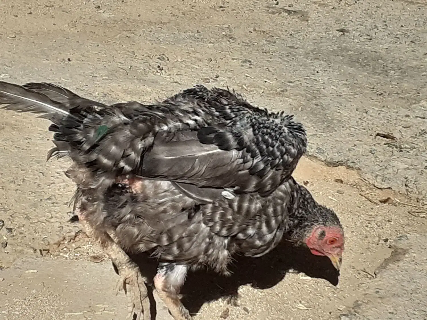 مرغ تخمگذار|حیوانات مزرعه|سربند, |دیوار