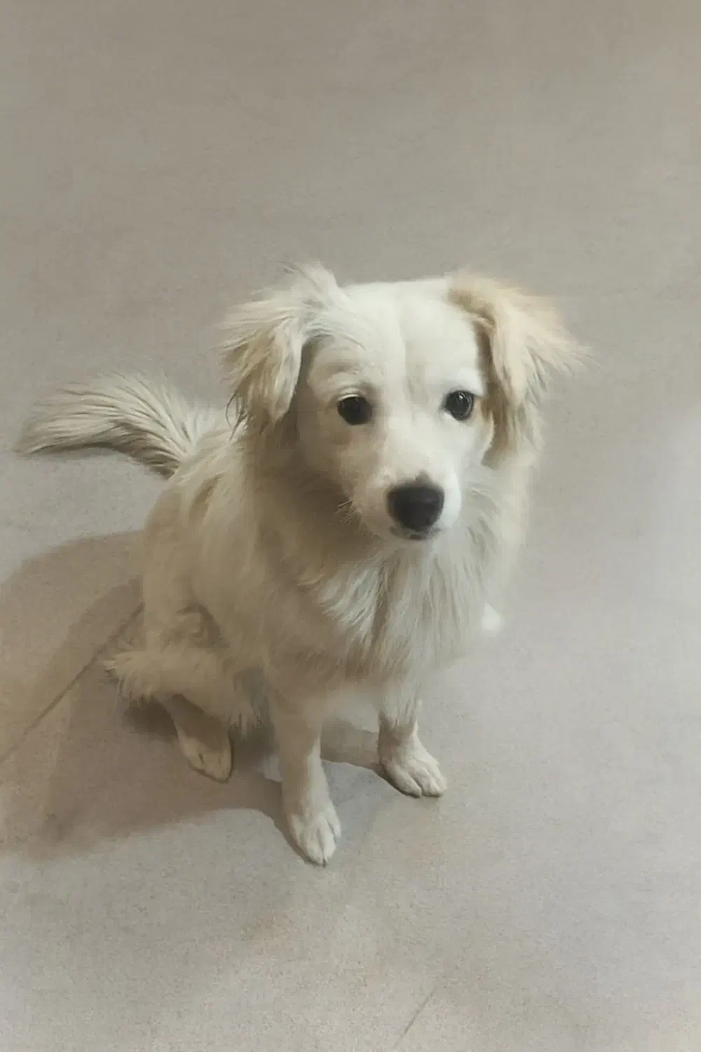 سگ اشپیتز و شیتزو معاوضه با عروس هلندی|سگ|اصفهان, آبشار|دیوار