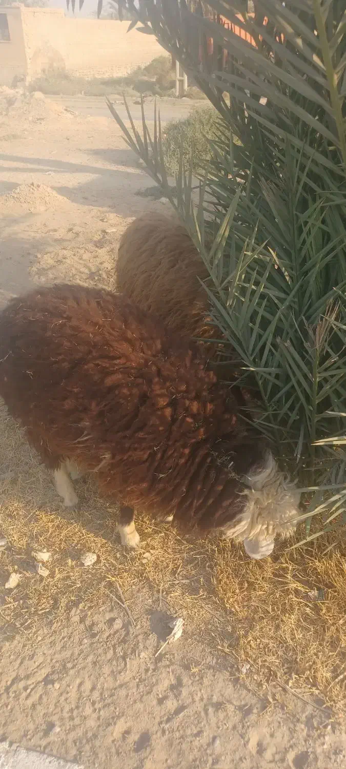 مزرعه|حیوانات مزرعه|رامشیر, |دیوار