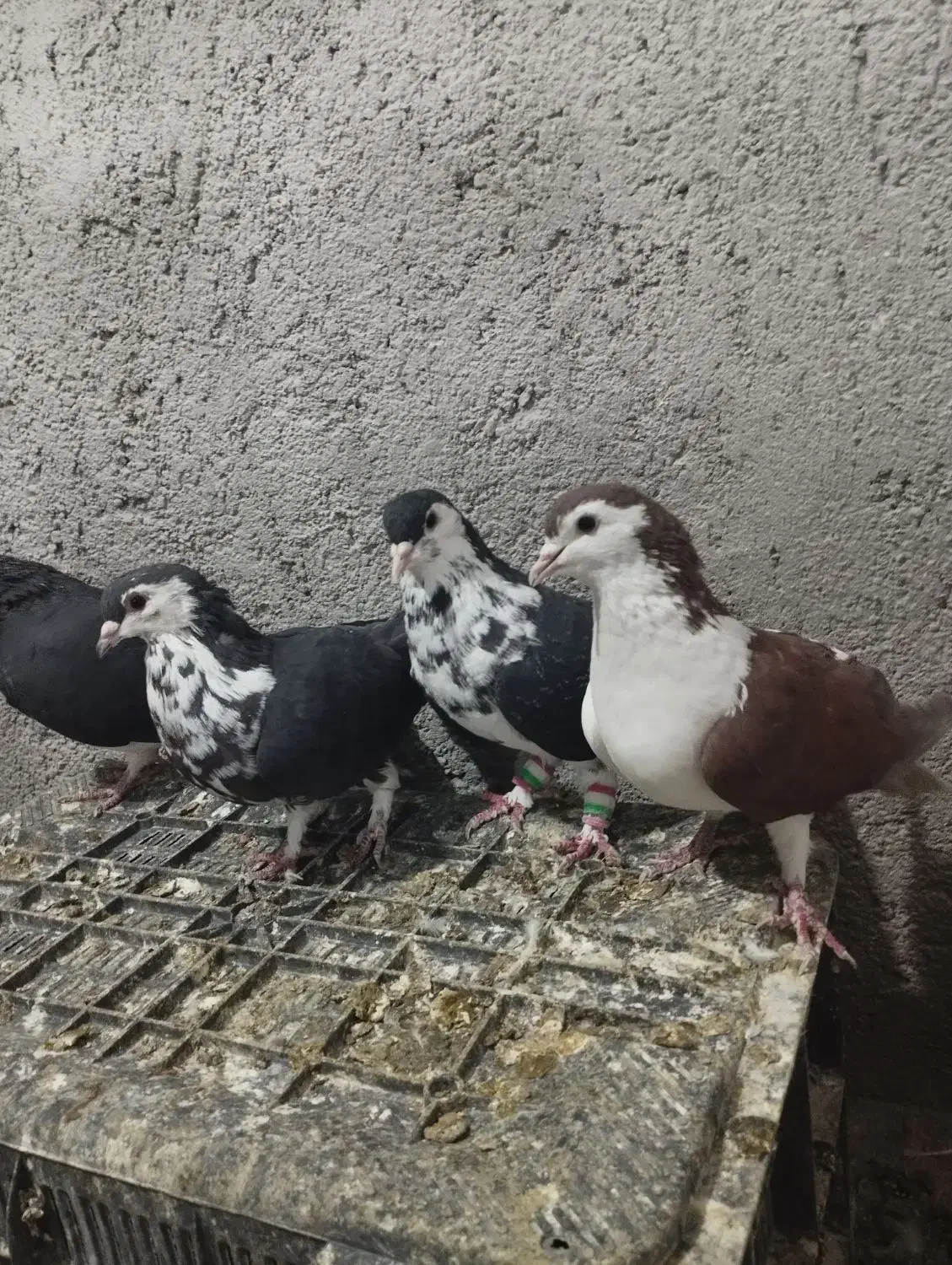 4تا ماده چپ وساده افشون|پرنده|تربت‌حیدریه, حاجی یار‎|دیوار