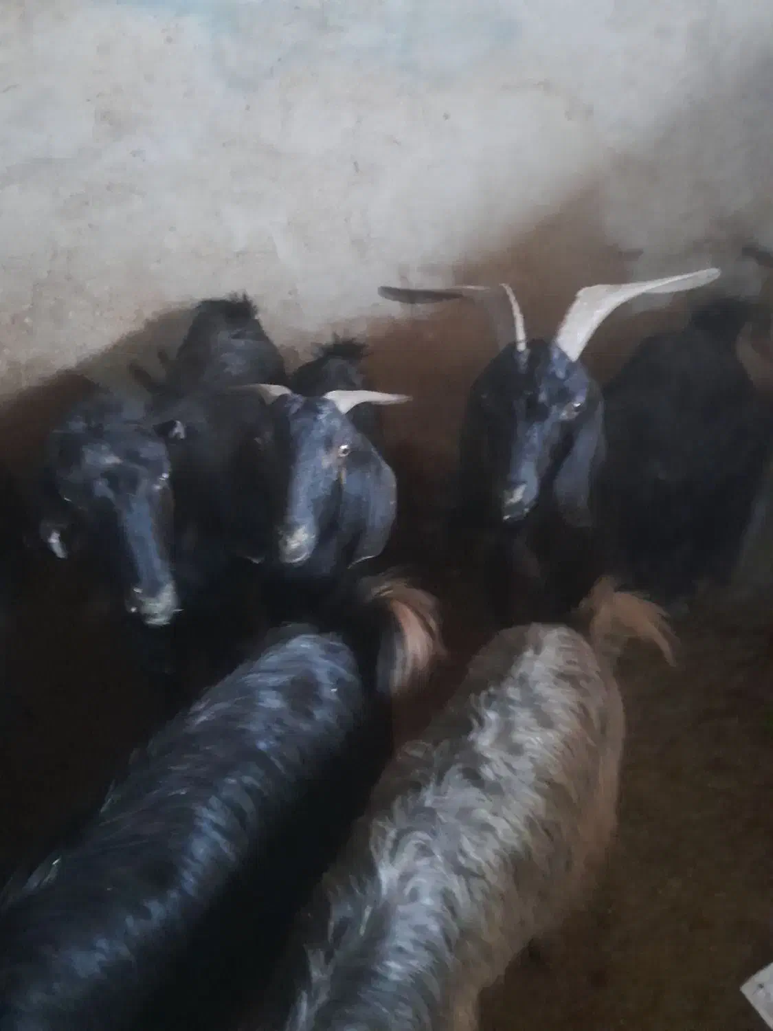 فروش ۳۸راس بز داشتی|حیوانات مزرعه|شیراز, کوشک میدان|دیوار