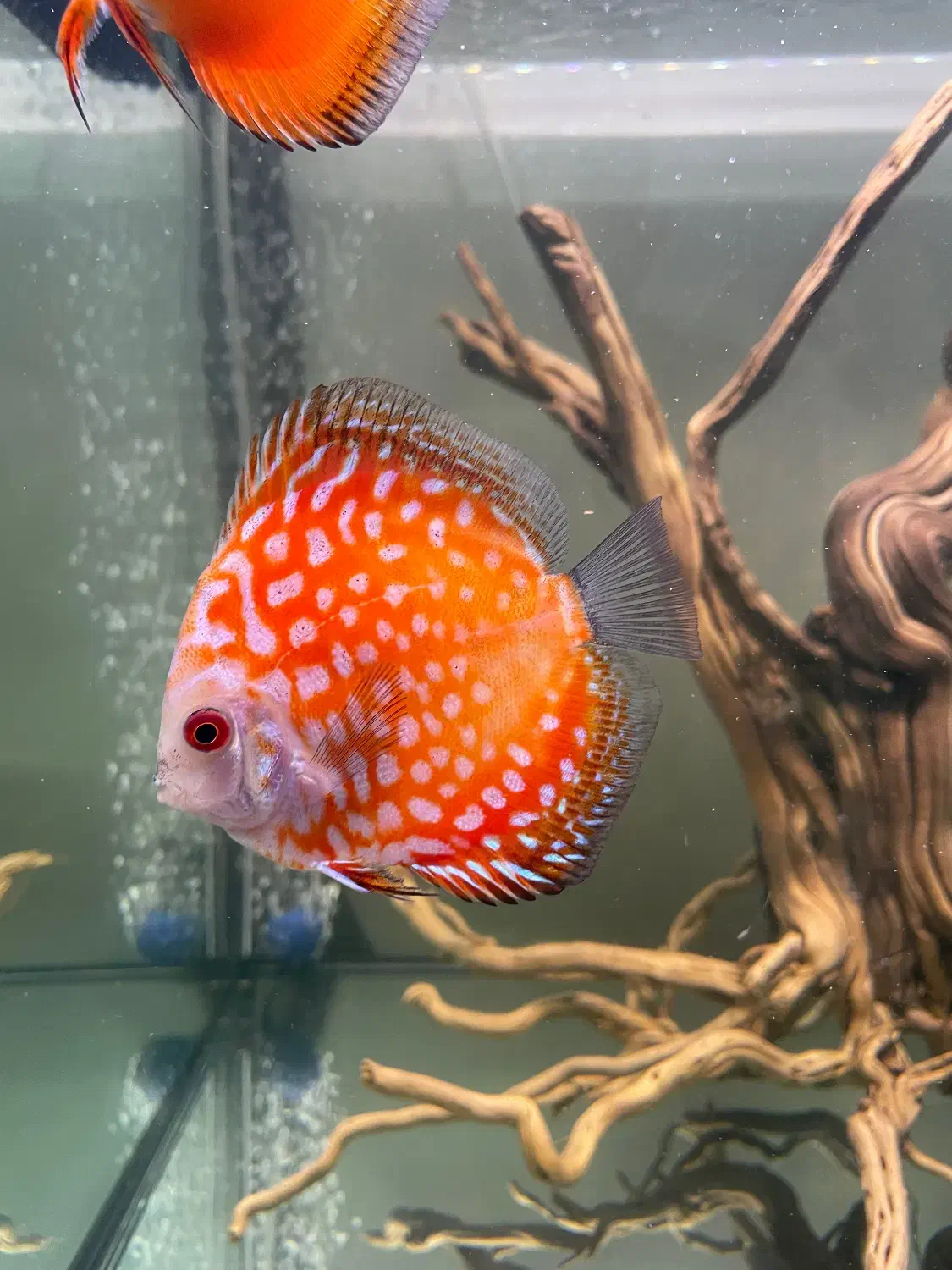 دیسکس|ماهی|تهران, یاخجی آباد|دیوار