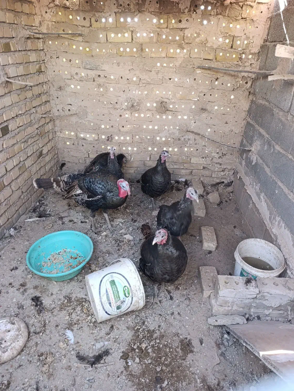 بوقلمون و طاقچه مرغ و خروس|حیوانات مزرعه|نیشابور, ابراهیمی|دیوار