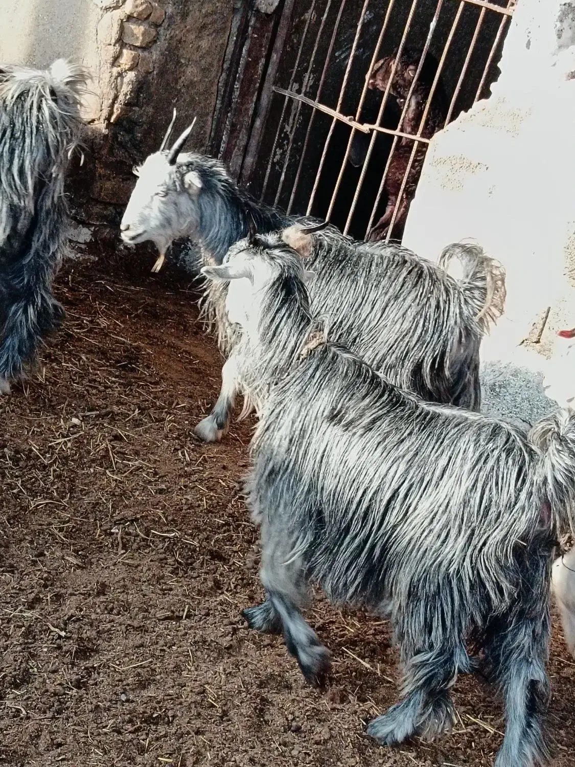 بزغاله سبز مال گله داری|حیوانات مزرعه|نجفآباد, مزرعه طالب|دیوار