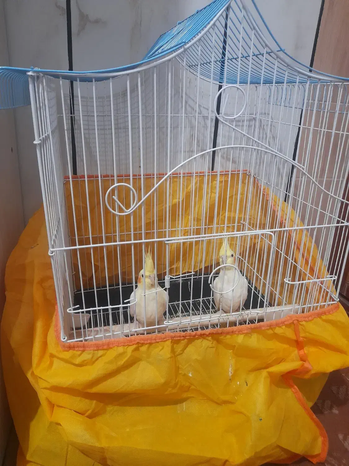 عروس هلندی لوتیو|پرنده|نجفآباد, شهرک صنعتی نجف آباد|دیوار