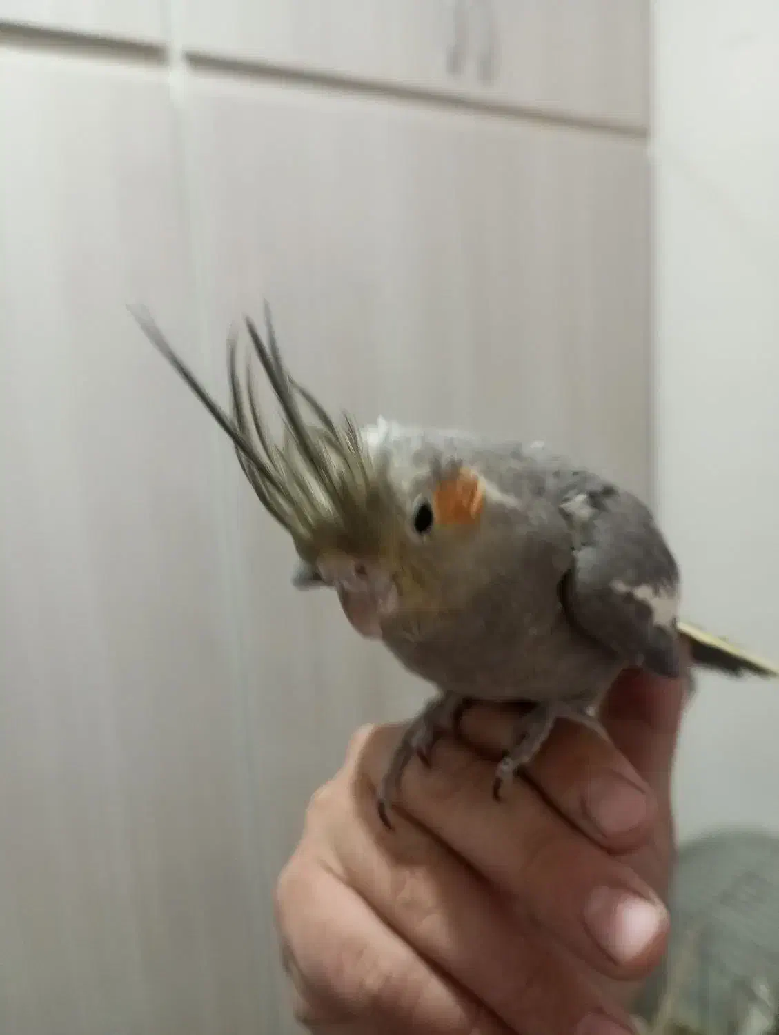 3 عدد جوجه عروس هلندی دستی|پرنده|مشهد, گلشور|دیوار