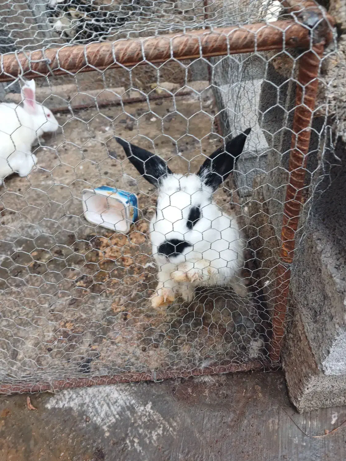 خرگوش ۱ ساله (فوری)|موش و خرگوش|ساری, |دیوار