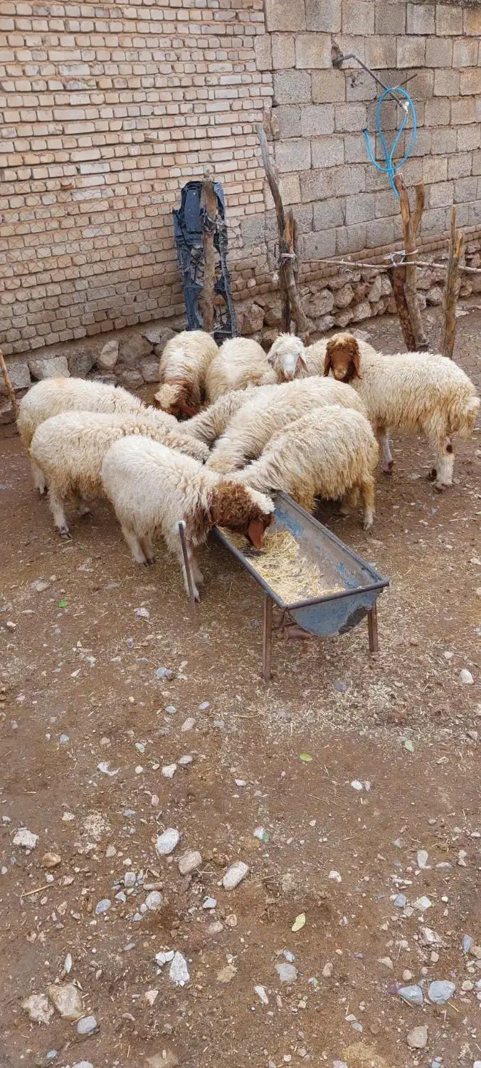 ۱۰ راس بره نر|حیوانات مزرعه|دره شهر, |دیوار