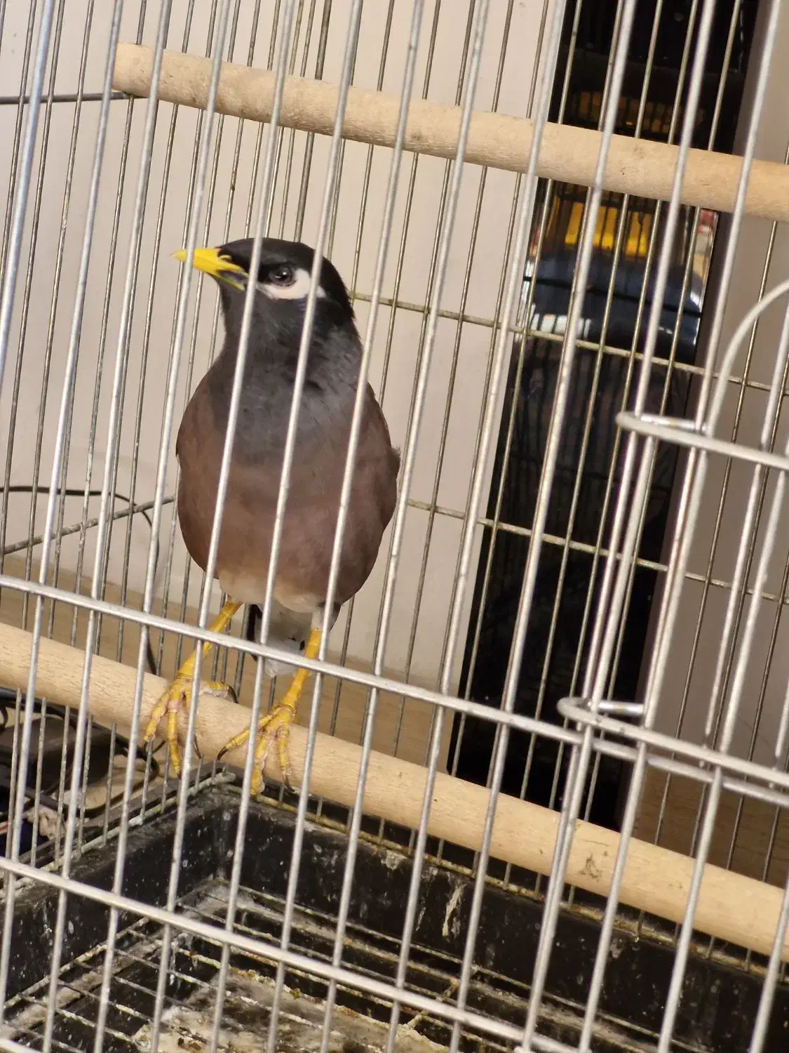 مرغ مینا سخنگو|پرنده|کرمان, |دیوار