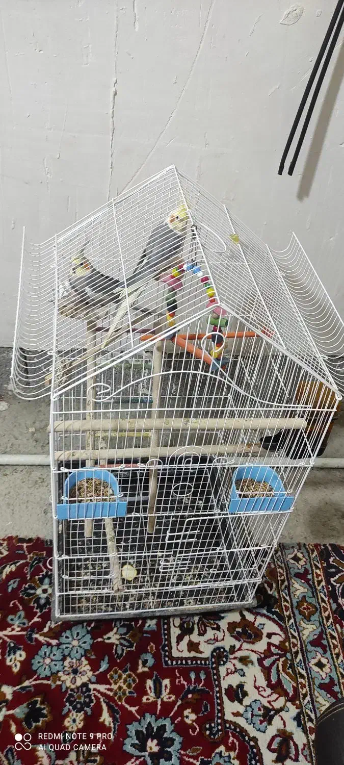 عروس هلندی سوپر سایز|پرنده|سنقر, |دیوار