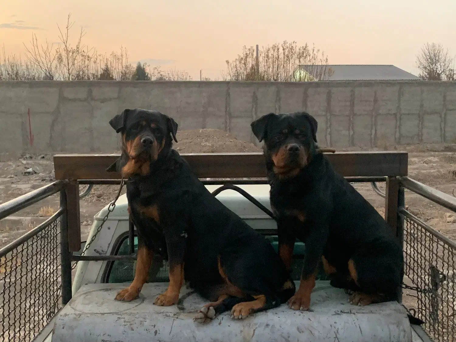 یک جفت روتوایلر پوزه دلقکی|سگ|تهران, شهرک آتی شهر|دیوار