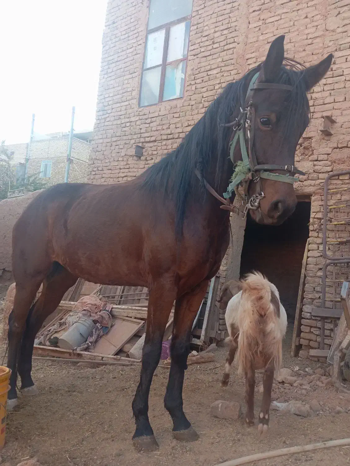 اسب|اسب و تجهیزات اسب‌سواری|تربت جام, میان جام|دیوار