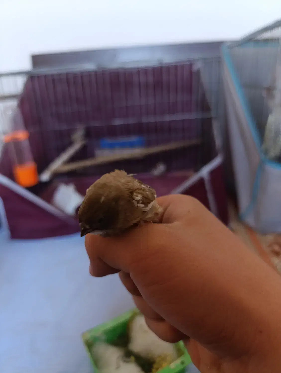 1 جفت فنج به فروش میرسد|پرنده|اقبالیه, |دیوار