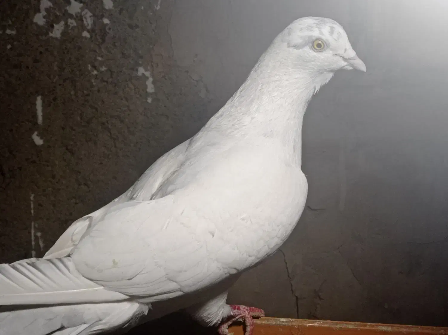 گمشده|حیوانات|شازند, |دیوار