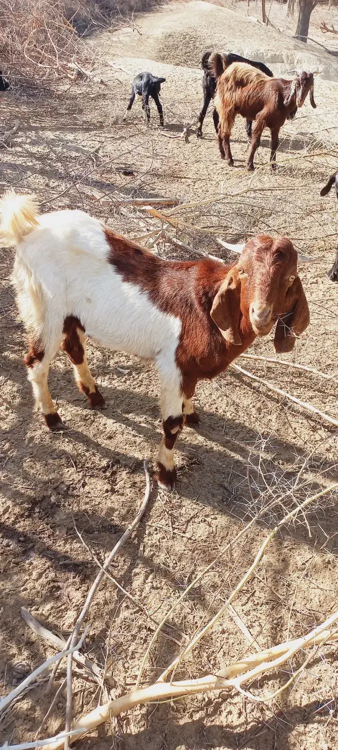 فروش بزغاله|حیوانات مزرعه|دشتیاری, |دیوار