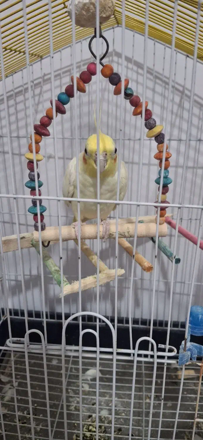 با سلام فروش عروس هلندی|پرنده|آبپخش, |دیوار