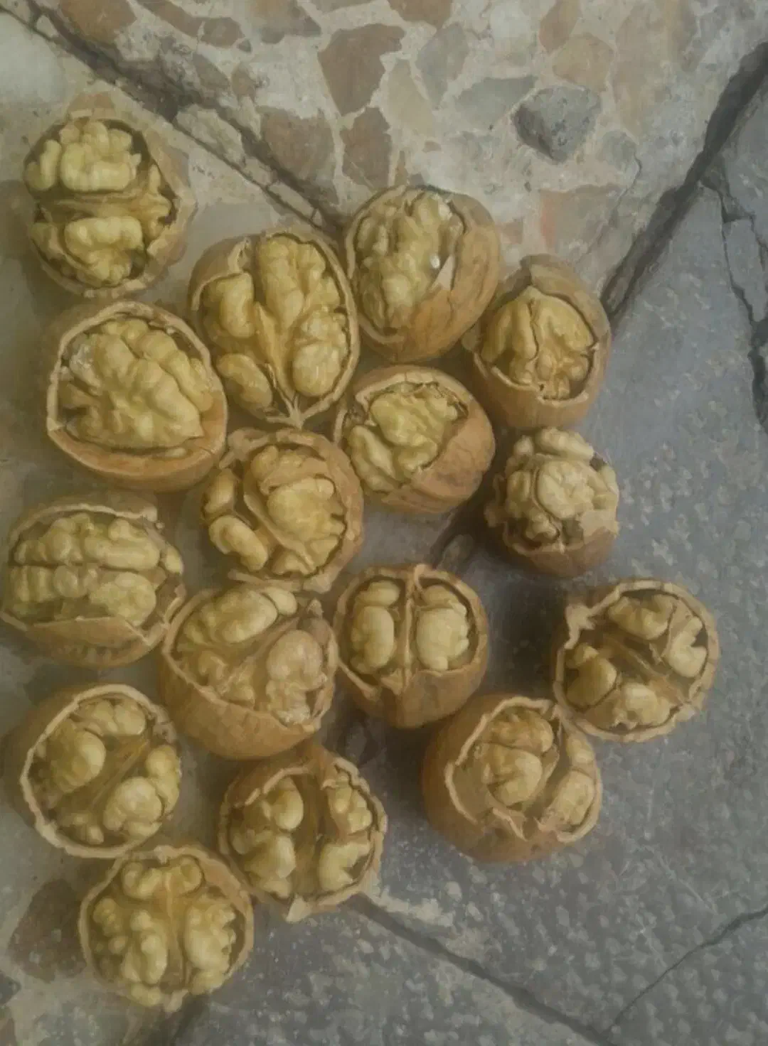 گردو تویسرکان|خوردنی و آشامیدنی|خمینی‌شهر, |دیوار