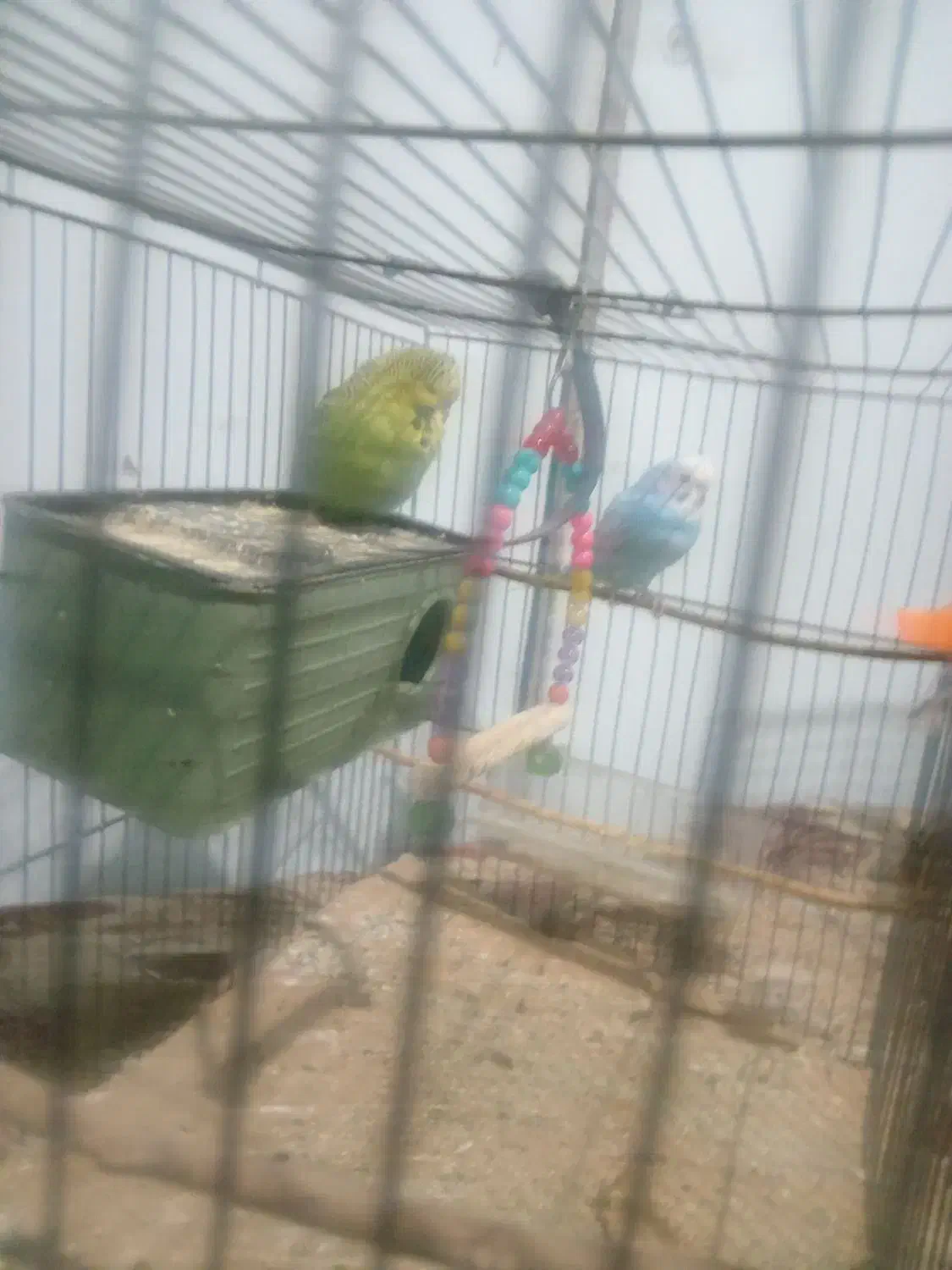 700 هزارتومن|پرنده|بم, |دیوار