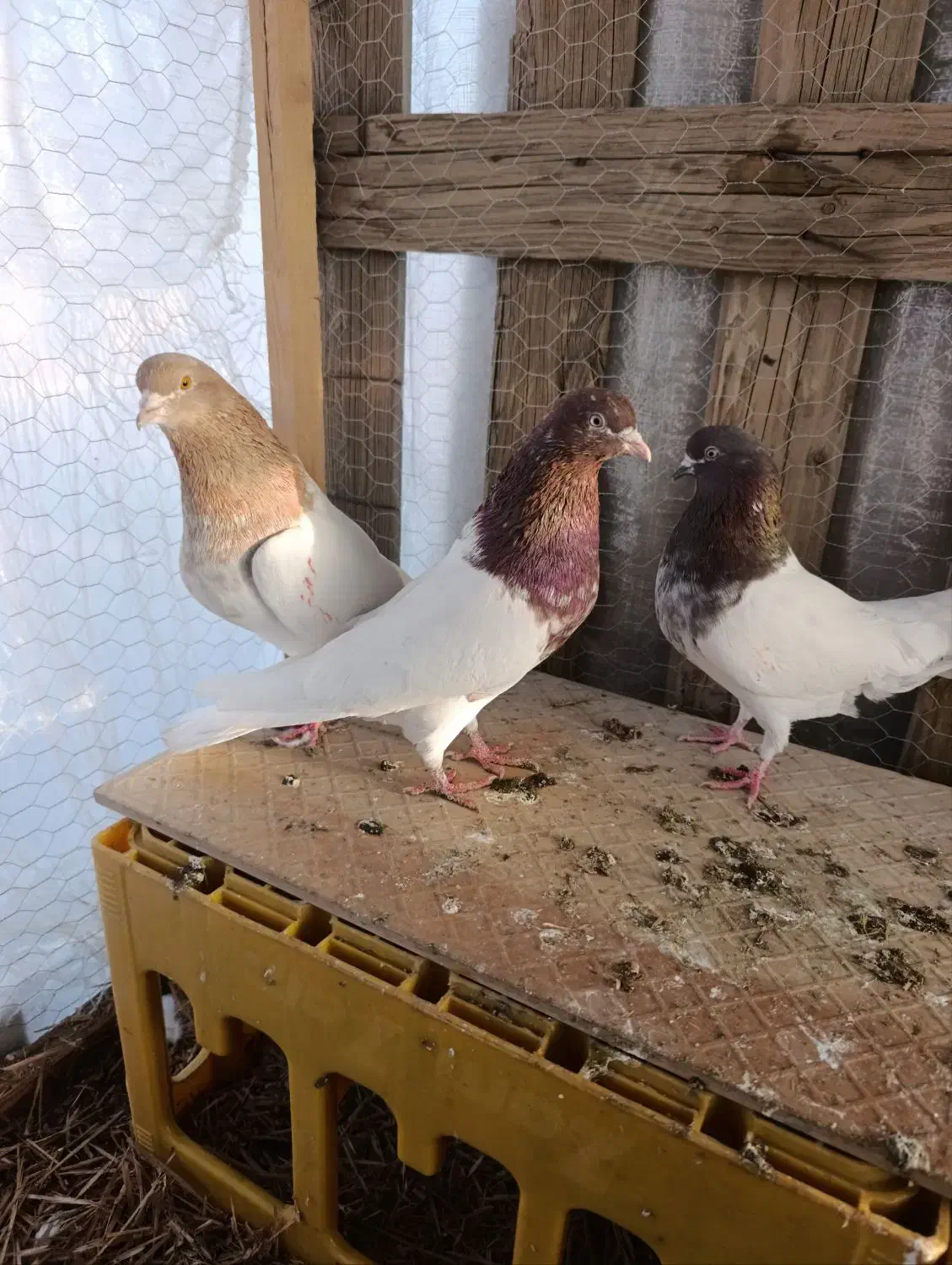 کبوتر ۶تا|پرنده|سنندج, |دیوار