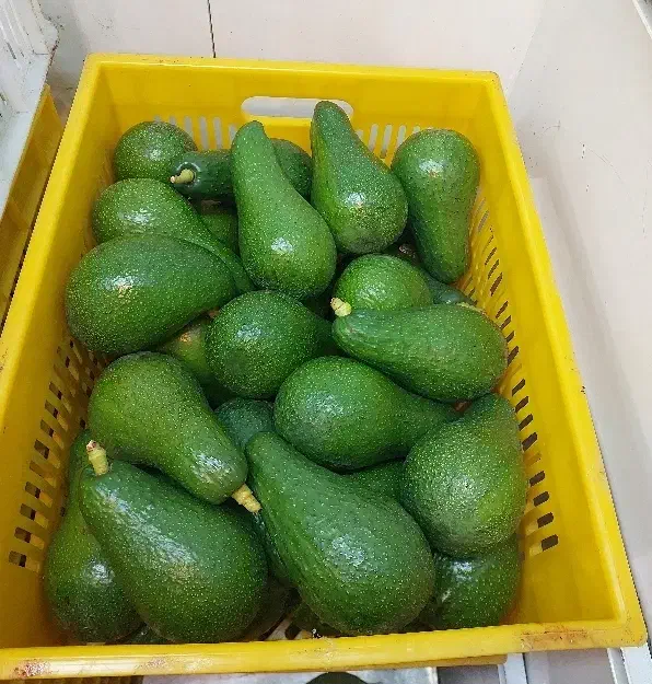 آووکادو اوکادو اووکادو اواکادو آوکادو کنیا  ایرانی|خوردنی و آشامیدنی|تهران, میدان میوه و تره‌بار مرکزی|دیوار