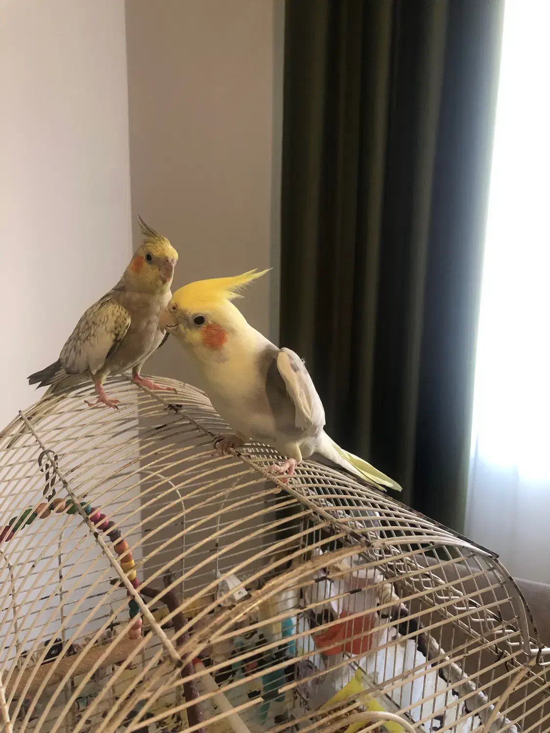 طوطی عروس|پرنده|رشت, سلیمانداراب|دیوار