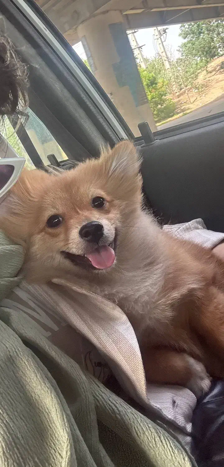 سگ پامرانین|سگ|تهران, جوادیه|دیوار