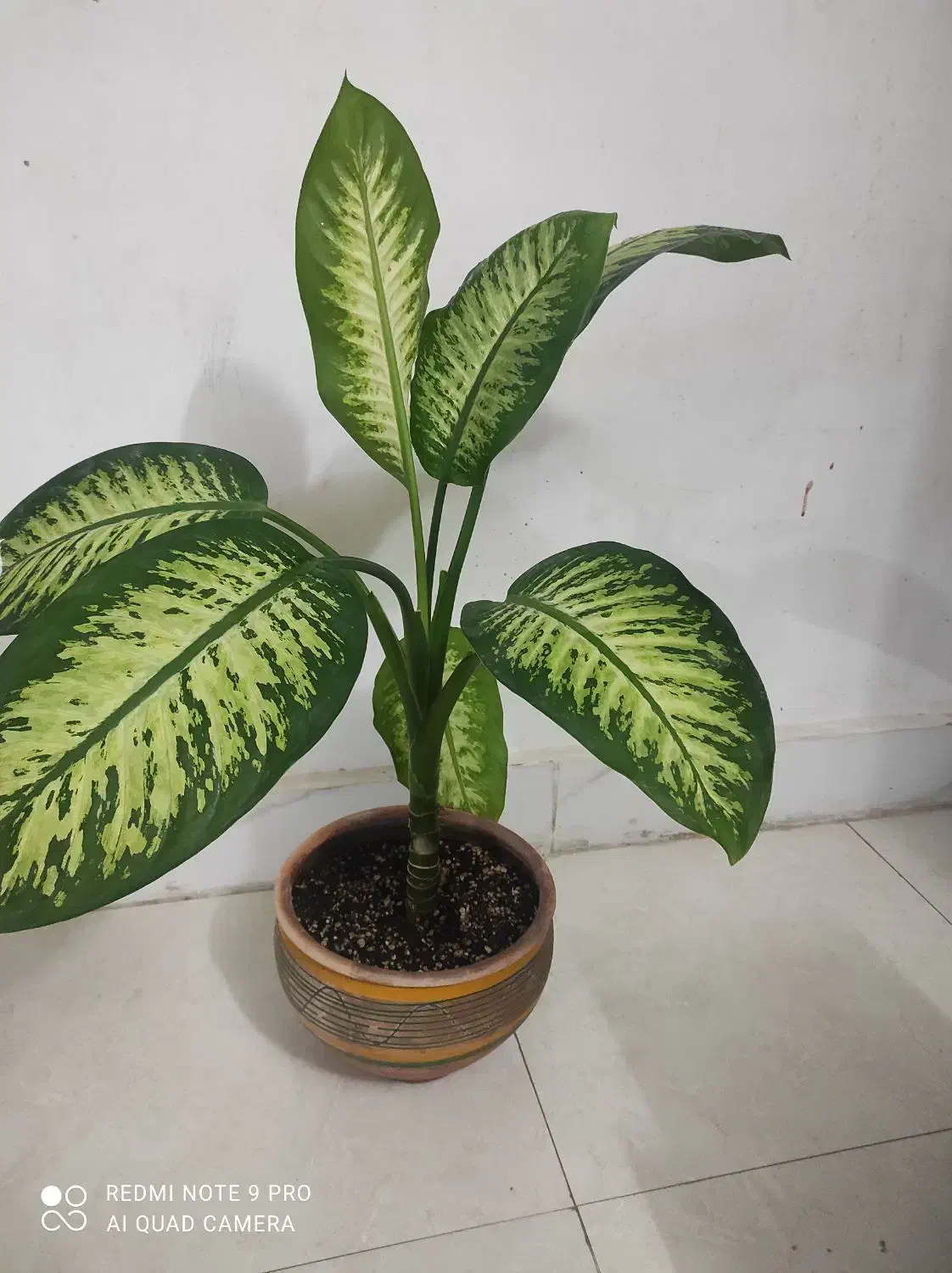 گل دیفن باگلدان|گل و گیاه طبیعی|چناران, |دیوار