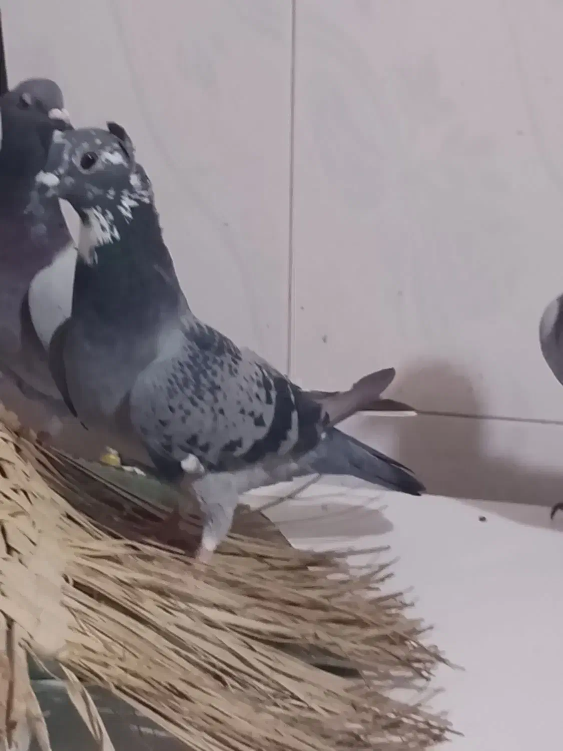 کبوتر|پرنده|خورموج, |دیوار