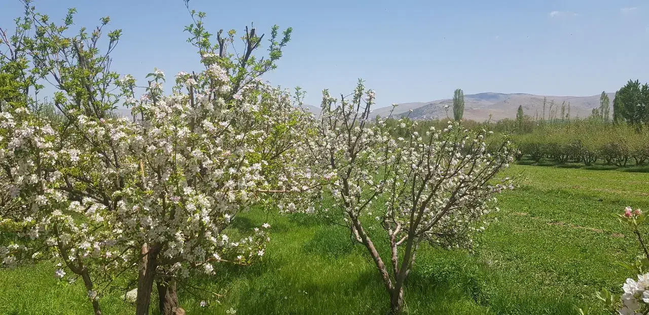 باغ میوه دهنو راه|فروش زمین و ملک کلنگی|نهاوند, |دیوار