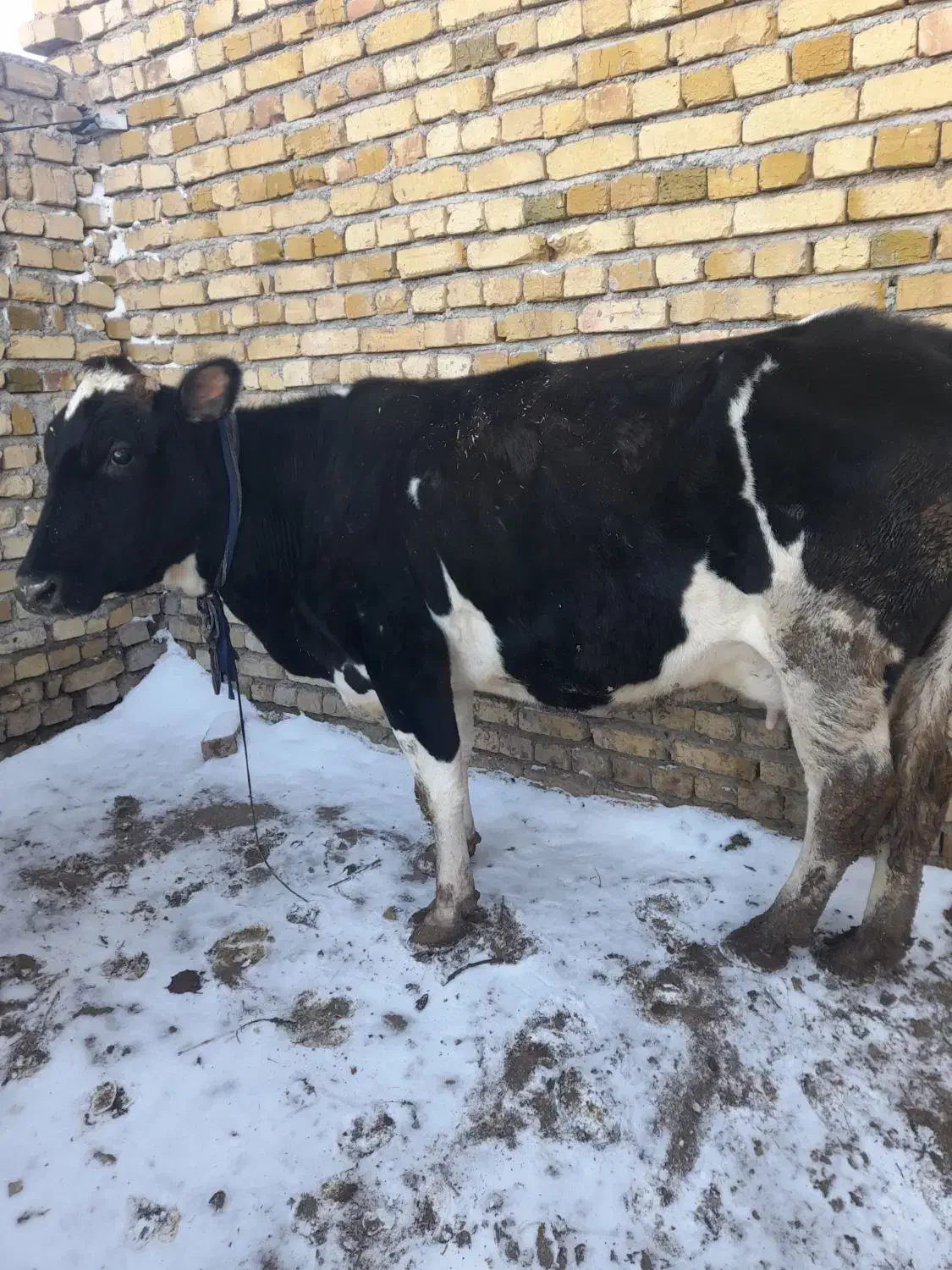 گاوشیری|حیوانات مزرعه|ضیاء آباد, |دیوار