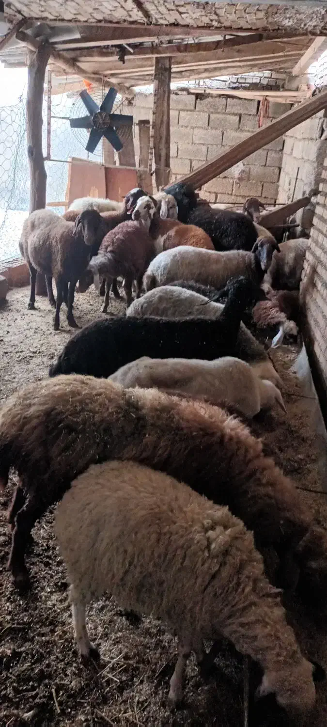 فروش گوسفند داشتی جوان یک دست|حیوانات مزرعه|رامیان, |دیوار
