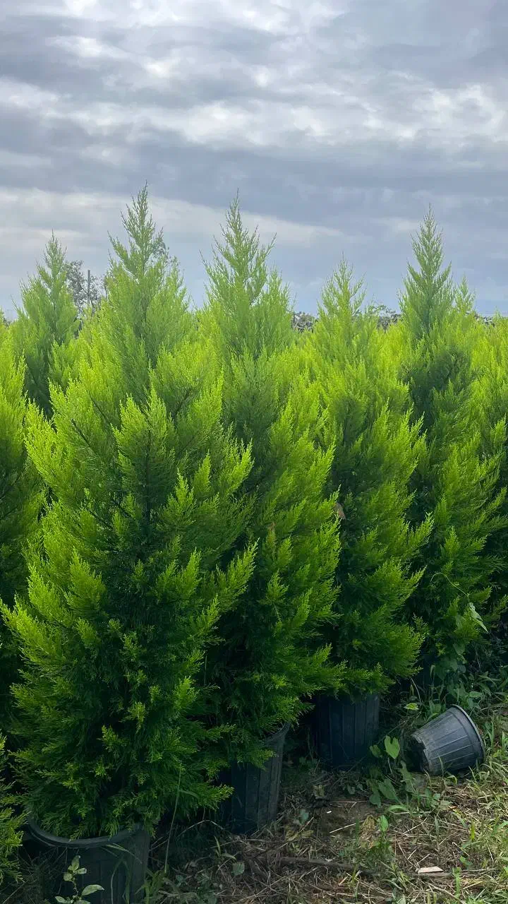 تولید لاوسون و کامیس و آکوبا شمشاد مورت ناندینا|خدمات باغبانی و درختکاری|تنکابن, |دیوار