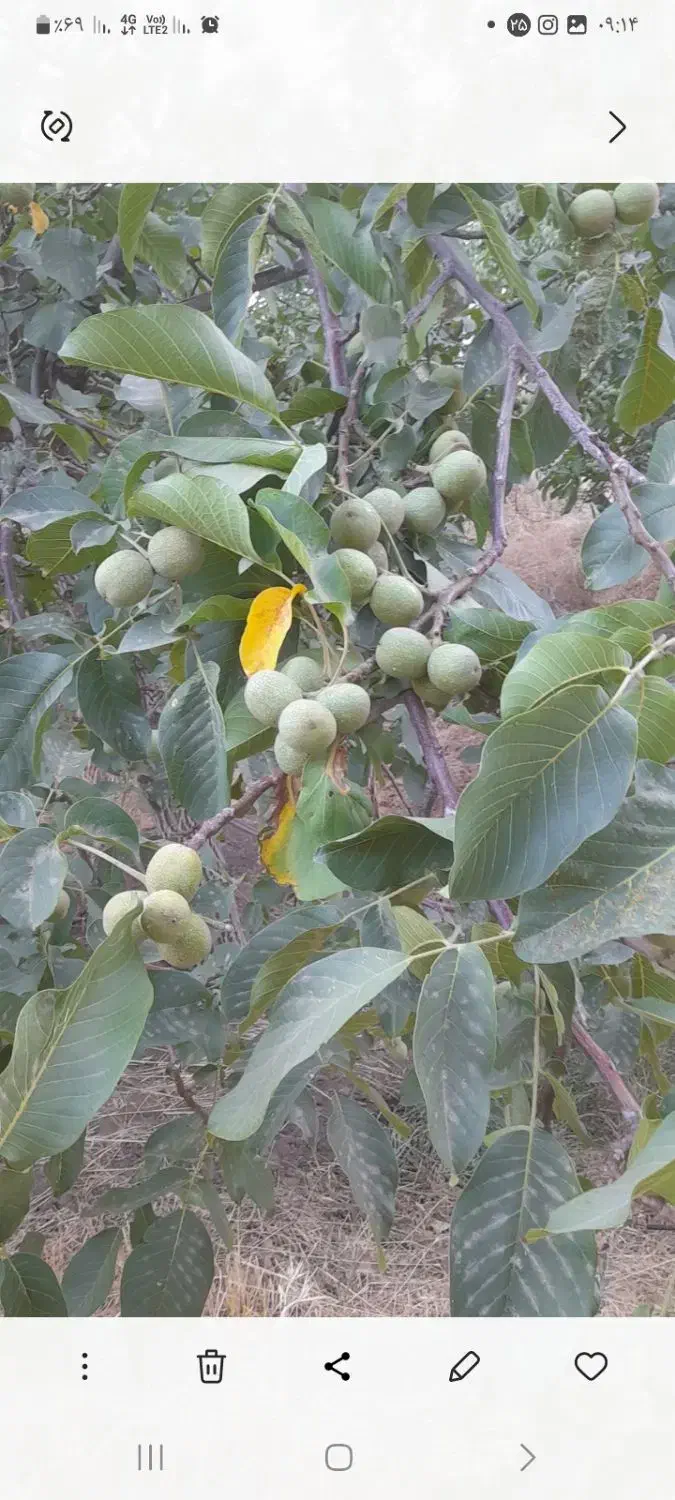 نهال گردو|خدمات باغبانی و درختکاری|همدان, |دیوار