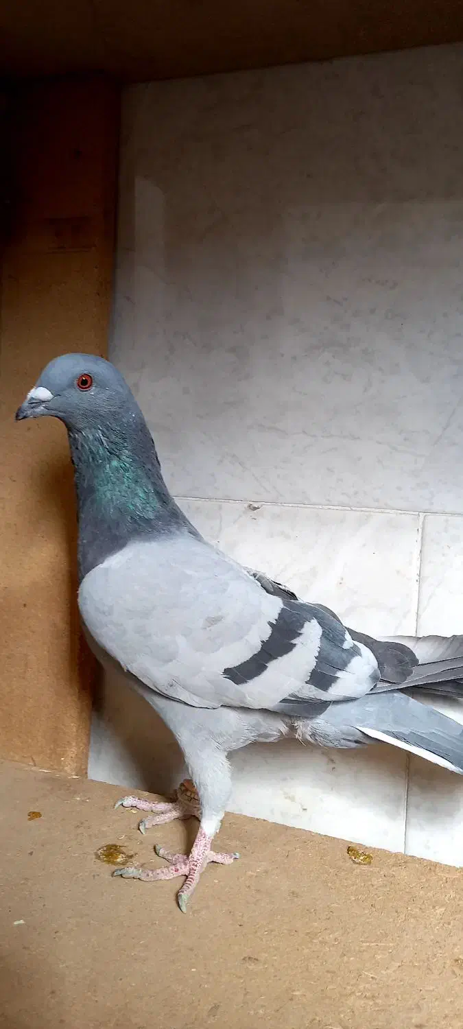 کبوتر|پرنده|برخوار, |دیوار