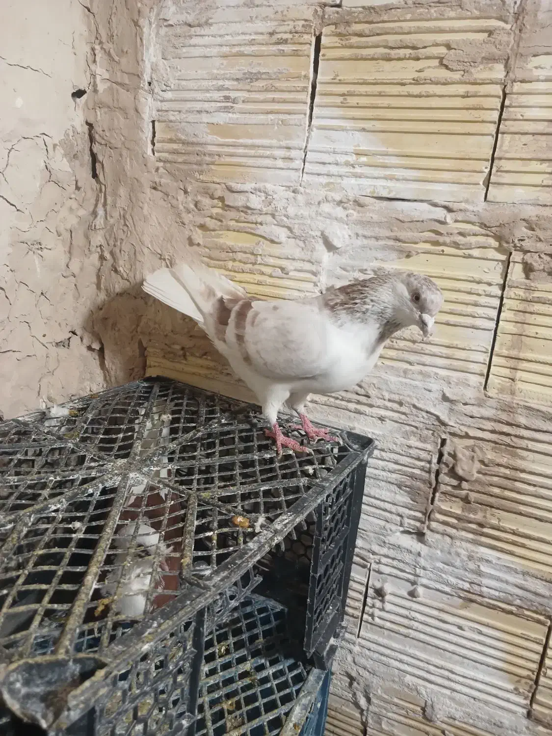 کفترباخت رفته|حیوانات|ملایر, |دیوار