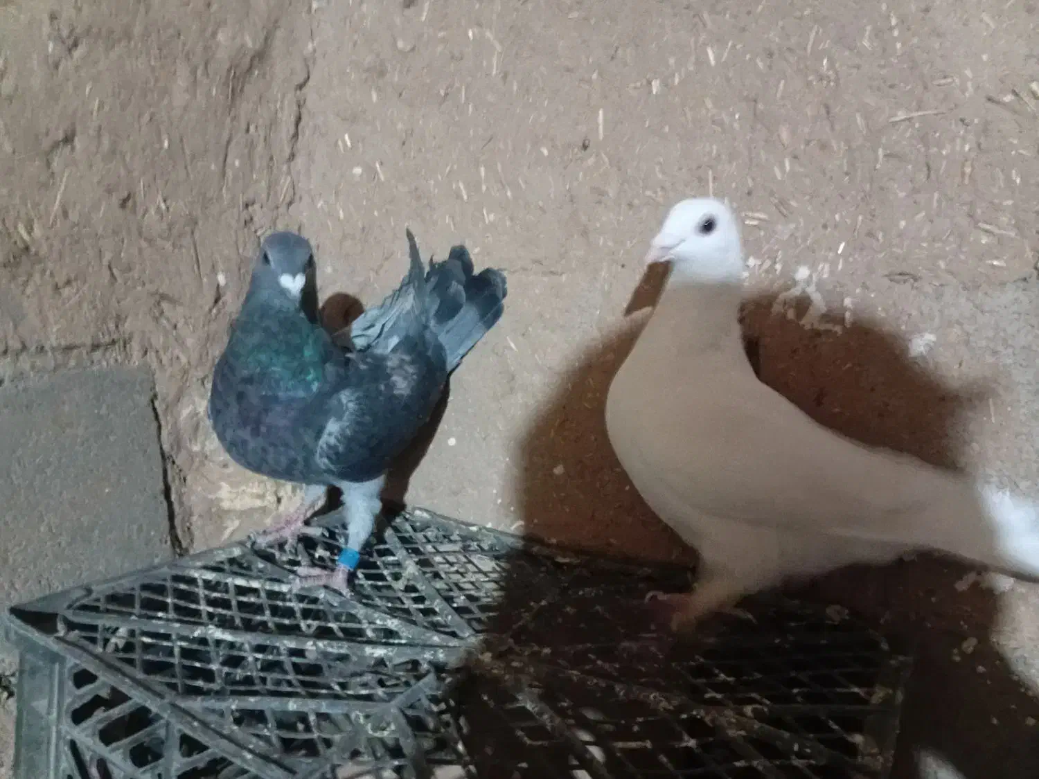 کفتر|پرنده|سلامی, |دیوار